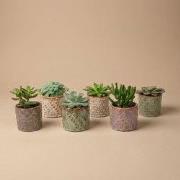 URBANJNGL - Succulenten Set van 6 in Keramische Mini Potjes Madrid -  ...