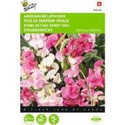 2 stuks - Lathyrus latifolius Gemengd