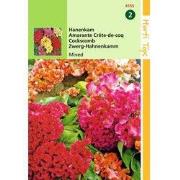2 stuks - Celosia Cristata Nana Gem.