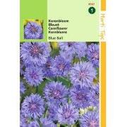 2 stuks - Centaurea cyanus dubbelbloemig Blue Ball