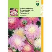 2 stuks - Centaurea Moschata Imperialis Gemengd