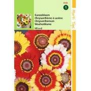 2 stuks - Chrysanthemum Carinatum Gemengd
