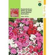 2 stuks - Dianthus Barbatus Wee Willie Gemengd