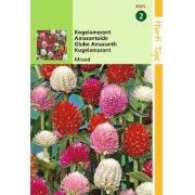 2 stuks - Gomphrena Globosa Gemengd