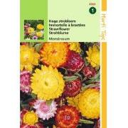 2 stuks - Helichrysum Bract. Monstrosum Gemengd