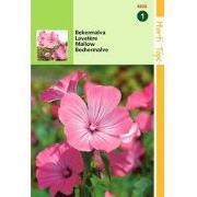 5 stuks - Lavatera Trimestris Rose Rood