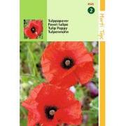 2 stuks - Papaver glaucum Tulp Papaver