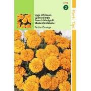2 stuks - Tagetes Patula Nana Petite Orange