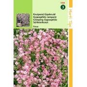 2 stuks - Gypsophila Repens Rose