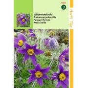 2 stuks - Pulsatilla Anemone Vulgaris