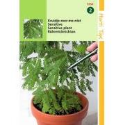 2 stuks - Mimosa Pudica Kruidje Roer Me Niet