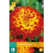 2 stuks - Dahlia Procyon 1 bol