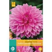 2 stuks - Dahlia Lavender Perfection 1 bol