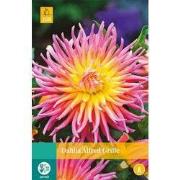 2 stuks - Dahlia Alfred Grille 1 bol