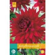 2 stuks - Dahlia Wittemans Best 1 bol