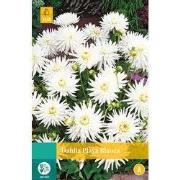 2 stuks - Dahlia Playa Blanca 1 bol