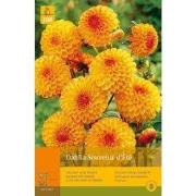 2 stuks - 1 Dahlia Souvenir Dete