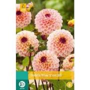 2 stuks - Dahlia Wine Eyed Jill 1 bol