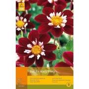 2 stuks - 1 Dahlia Mary Evelyn
