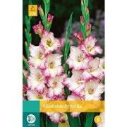 2 stuks - Gladiolus Priscilla 7 bollen