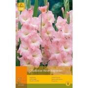 2 stuks - 10 Gladiolus Rose Supreme