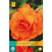 2 stuks - Begonia Grandiflora Oranje 2 bollen