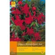 2 stuks - 3 Begonias Pendula Rood