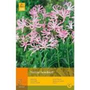 2 stuks - 2 Nerine Bowdenii
