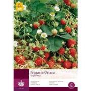 2 stuks - 5 Fragaria Ostara