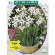 2 stuks - Zomer Bloembollen Acidanthera Bicolor per 30