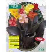 2 stuks - Zomer Bloembollen Canna Gemengd per 3