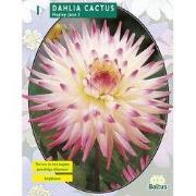 2 stuks - Zomer Bloembollen Dahlia Cactus Hayley Jane per 1