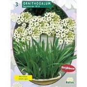 2 stuks - Zomer Bloembollen Ornithogalum Saundersiae per 3