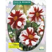 2 stuks - Zomer Bloembollen Dahlia Mignon Fire & Ice per 1
