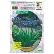 2 stuks - Zomer Bloembollen Agapanthus, Donkerblauw per 3