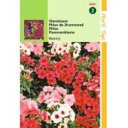 2 stuks - Phlox Nana Compacta Beauty Gemengd
