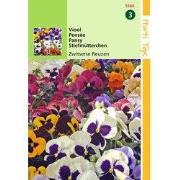 2 stuks - HT Viola, Viool Zwitserse Reuzen