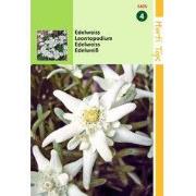 2 stuks - Leontopodium Alpinum Edelweiss