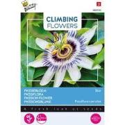 3 stuks - Flowering climbers passiflora caerulea