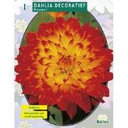 2 stuks - Zomer Bloembollen Dahlia Decoratief Proycon per 1