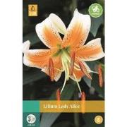 Lilium Lady Alice