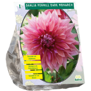 Bloembollen Dahlia Penhill Dark Monarch per 1