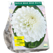 Bloembollen Dahlia Boom Boom White per 1