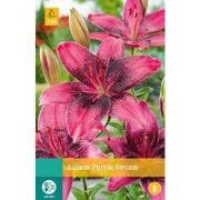 2 stuks - Lilium Purple Dream 1 bol