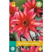 Dahlia waltzing mathilda bloembol
