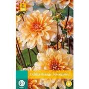 Dahlia orange perception bloembol