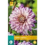 Dahlia smokey bloembol