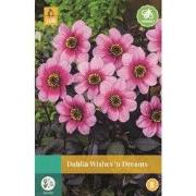 Dahlia Wishes N Dreams