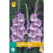 Gladiolus milka bloembol