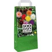 Draagtas bollen dahlia cactus mix bloembol